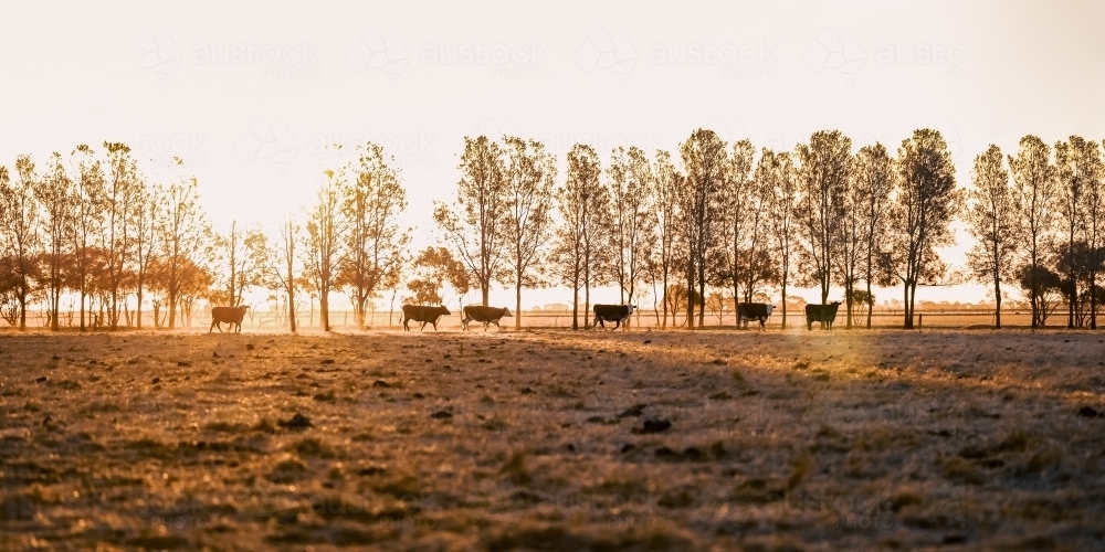 Line of cows walking through dusty dry paddock at sunset panorama - Australian Stock Image