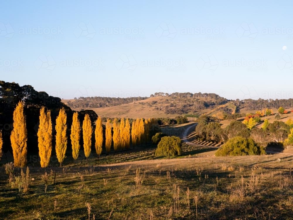 Line of golden poplar trees Armidale NSW - Australian Stock Image