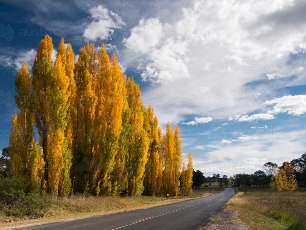 Line of golden poplar trees beside bitumen road - Australian Stock Image