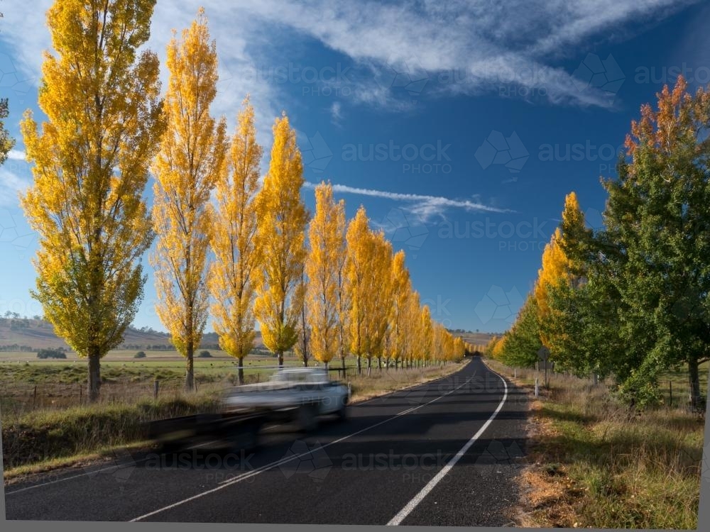 Line of golden trees beside a highway - Australian Stock Image