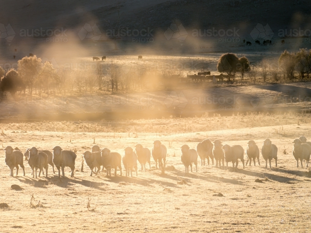 Line of sheep in early morning mist - Australian Stock Image