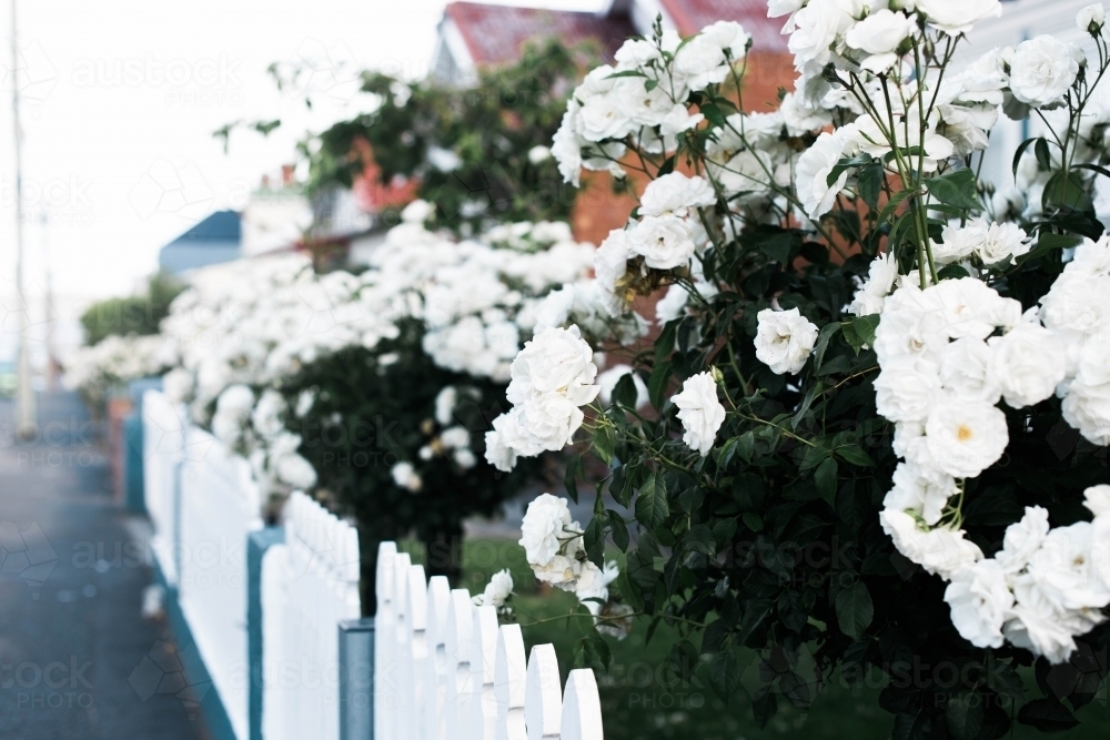 Line of white rose bushes along fence - Australian Stock Image