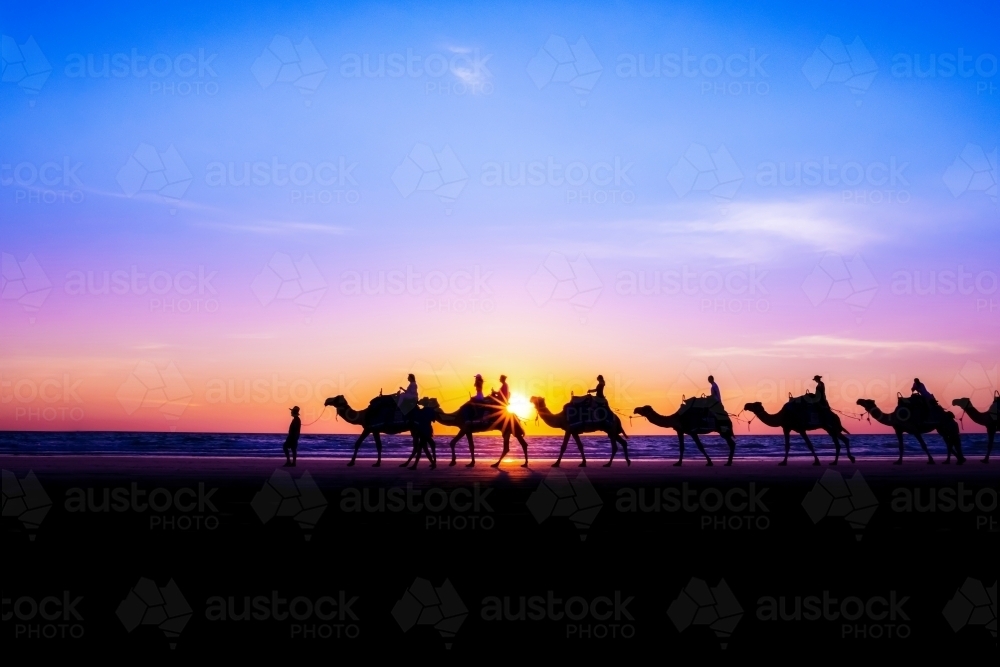 Line up of camels being ridden walking along the beach  at sunset. - Australian Stock Image
