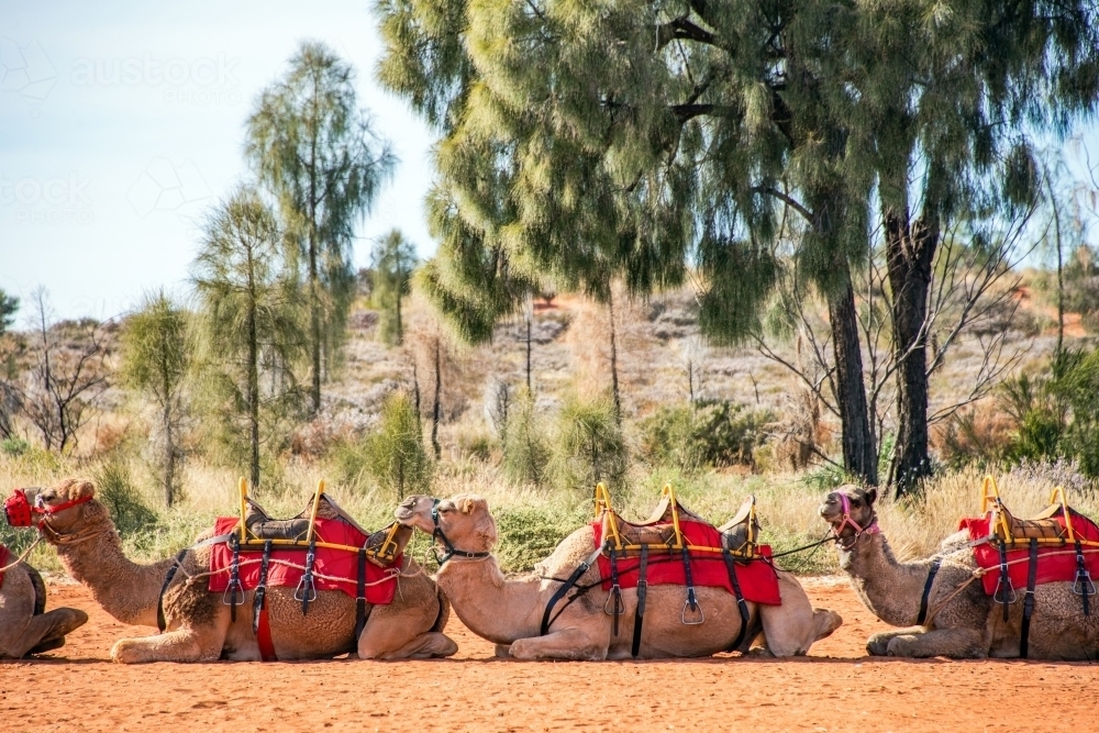 Line up of camels ready to take people for camel riding tour - Australian Stock Image