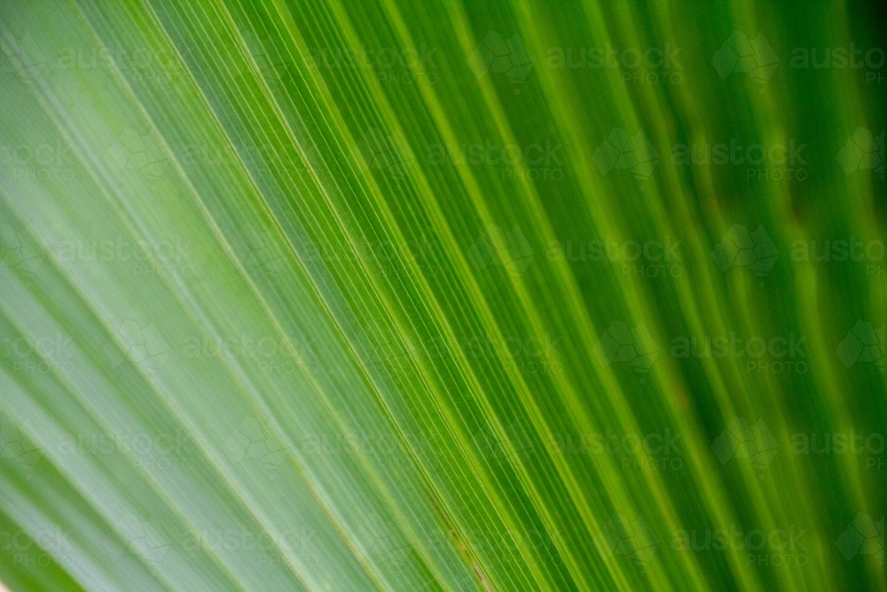 lines of fan palm leaves - Australian Stock Image