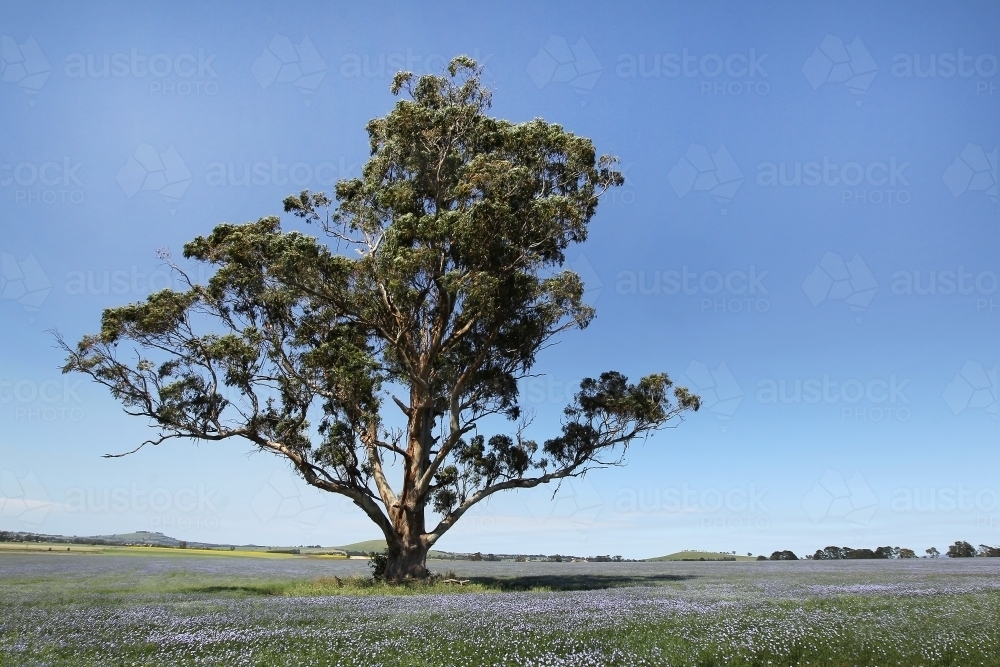 Linseed crop - Australian Stock Image