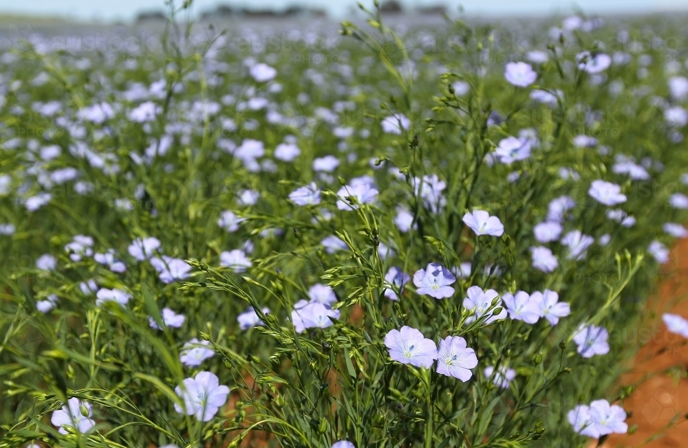 Linseed Picture Image of Linseed crop - Austockphoto