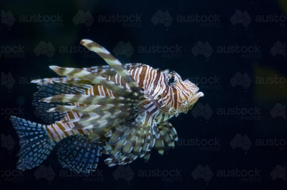 Lion fish in profile on a black background - Australian Stock Image