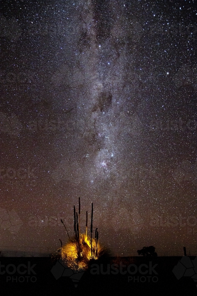 Lit up grass tree at night with stars - Australian Stock Image