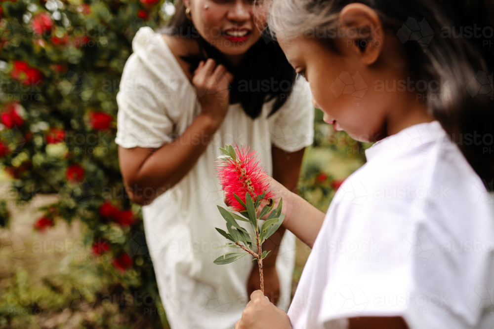 Little Asian girl holding native Australian red bottlebrush flower outside with mum - Australian Stock Image