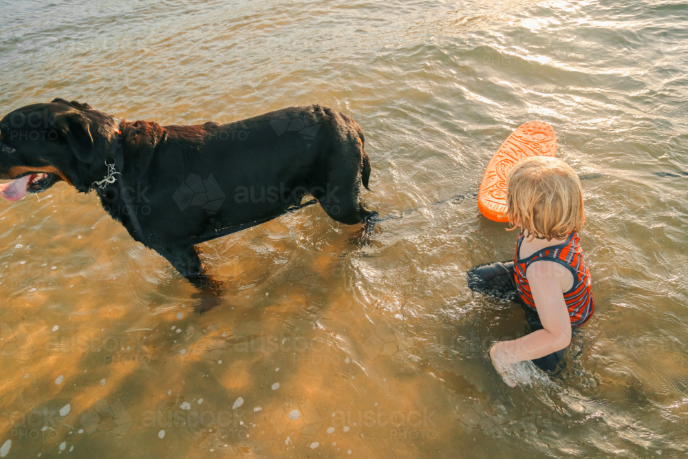 Little boy and pet rottweiler dog playing in shallow water at the beach in golden afternoon light - Australian Stock Image