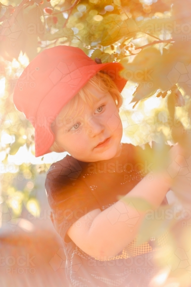 Little boy picking mulberries in golden afternoon light - Australian Stock Image