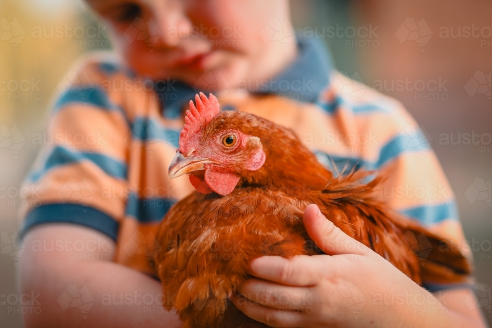 Little boy standing in chook yard holding friendly Isa Brown chicken - Australian Stock Image