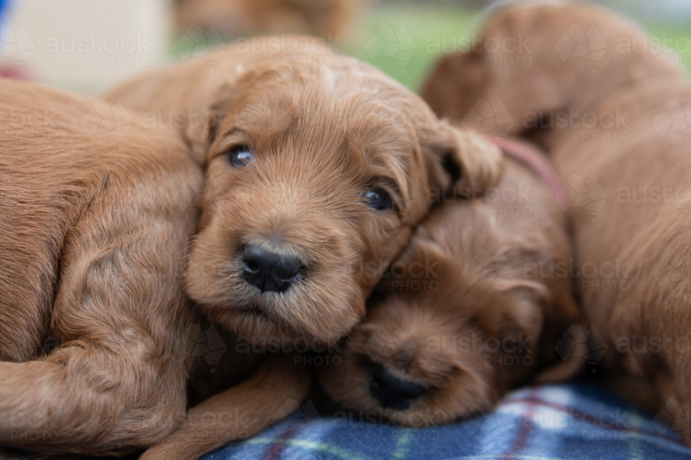 little brown Groodle puppies on a blanket - Australian Stock Image
