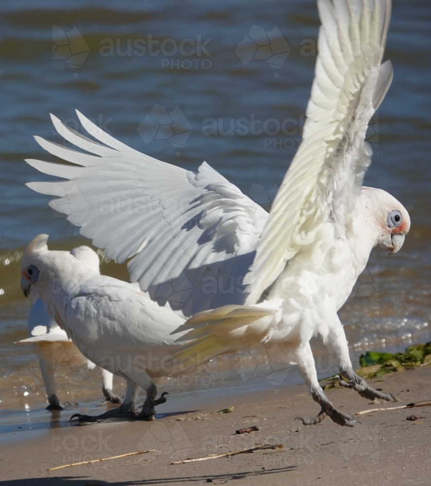 Little Corella - Australian Stock Image
