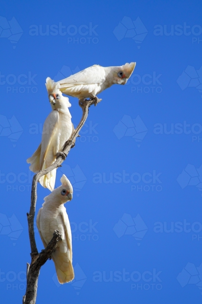 Little Corella birds perched on bare branches. - Australian Stock Image