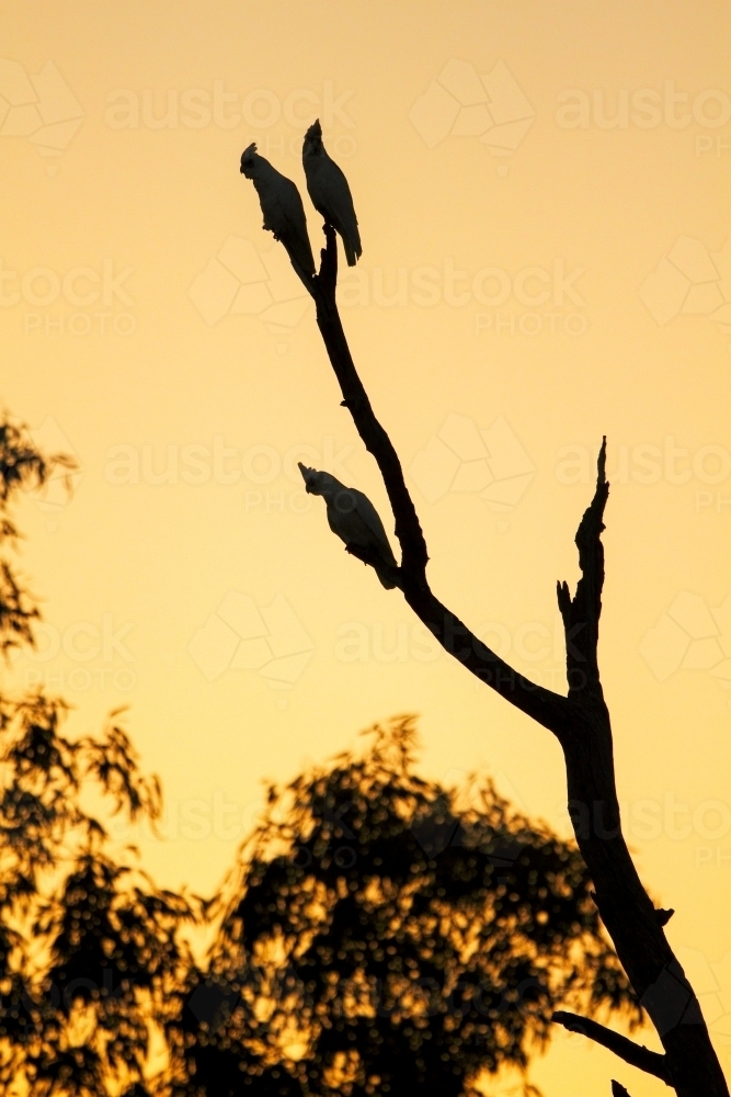 Little Corella birds perched on bare branches. - Australian Stock Image