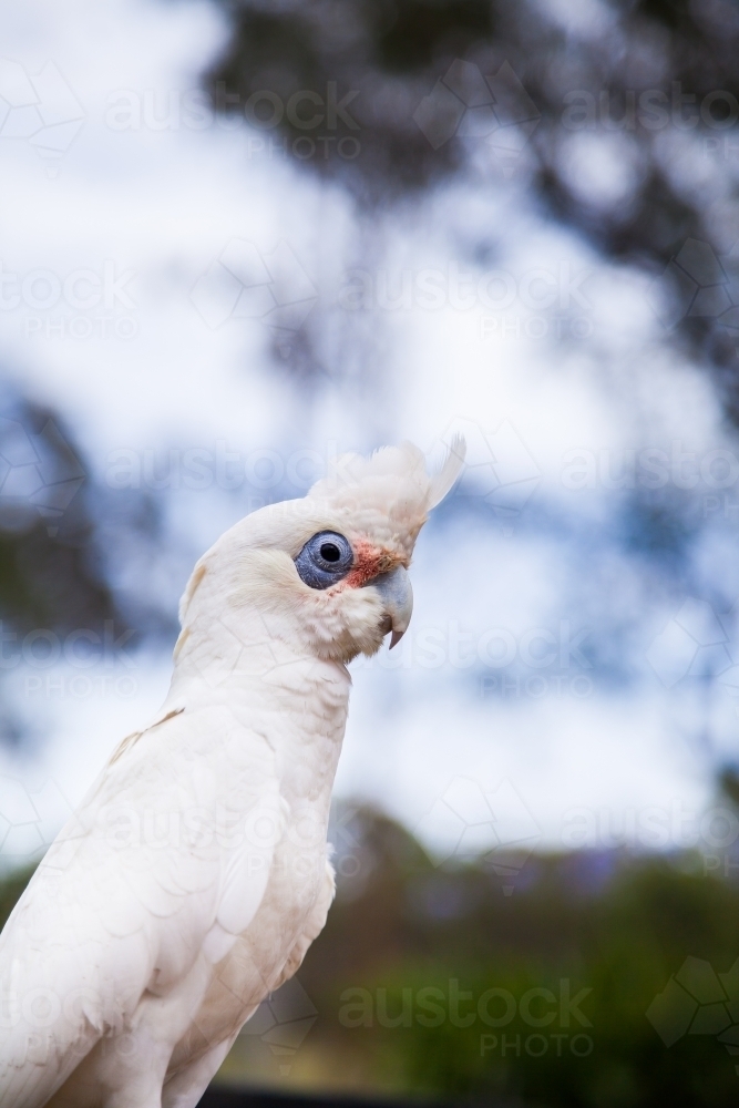 Image of Little Corella close up with out of focus background ...