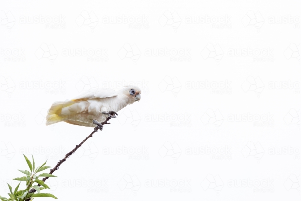 Little Corella cockatoo bird perched on a branch - Australian Stock Image