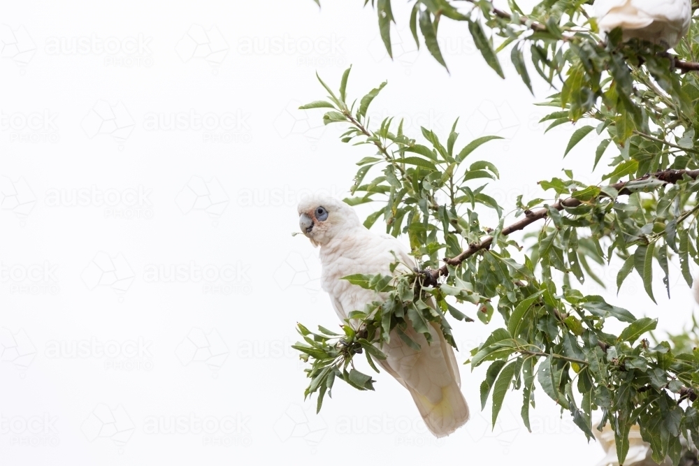 Little Corella cockatoo bird perched on a branch - Australian Stock Image