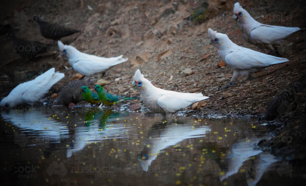 Little Corella drinking at outback waterhole - Australian Stock Image
