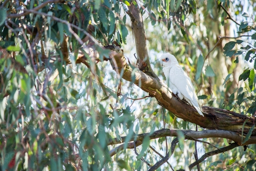 Little Corella sitting among green gum leaves in a tree - Australian Stock Image