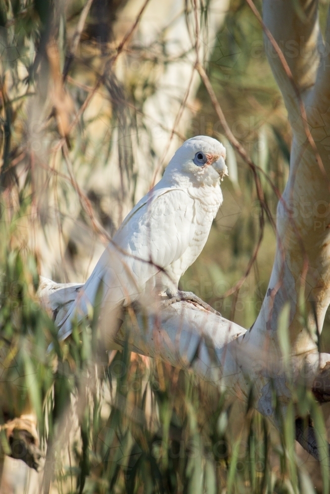 Little Corella sitting on a gum tree branch - Australian Stock Image