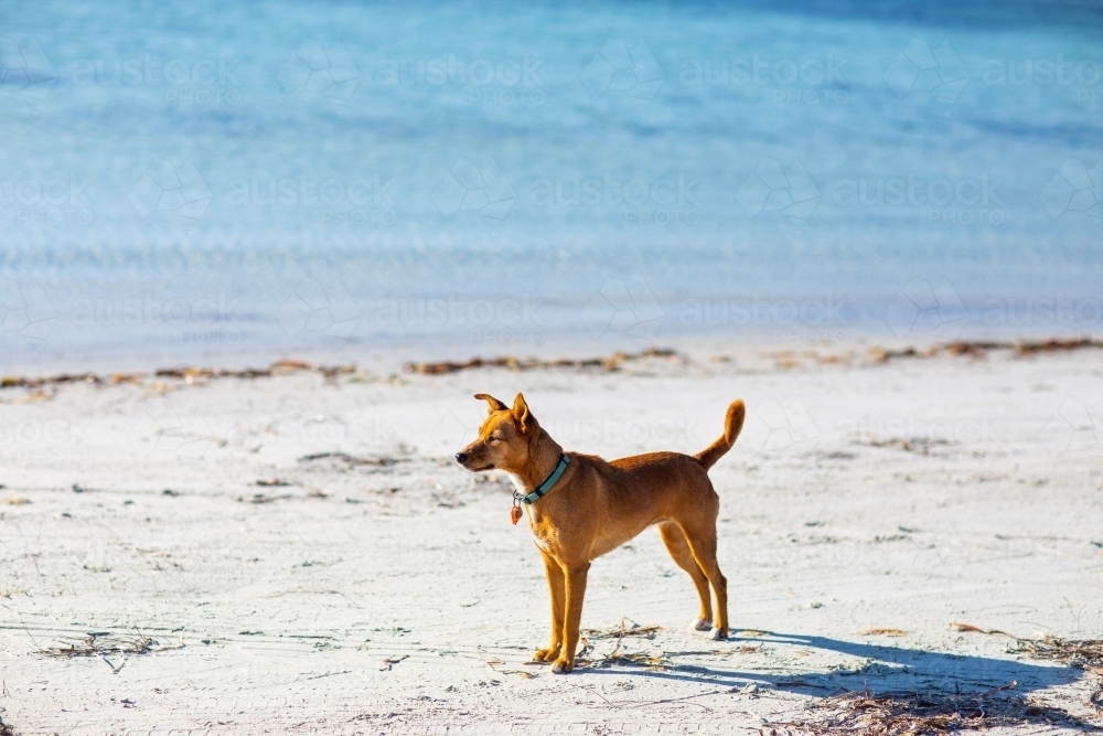 little dog at the seaside - Australian Stock Image