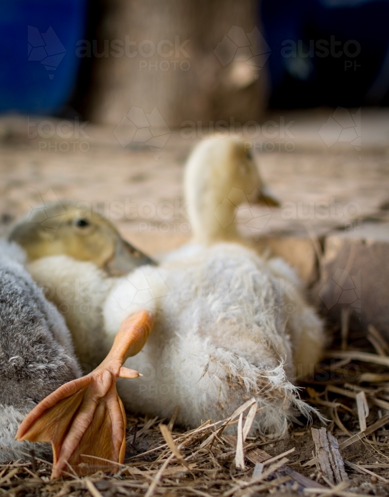 Little duck laying on straw with webbed foot back - Australian Stock Image