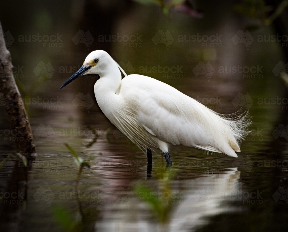 Little Egret standing in shallow water - Australian Stock Image