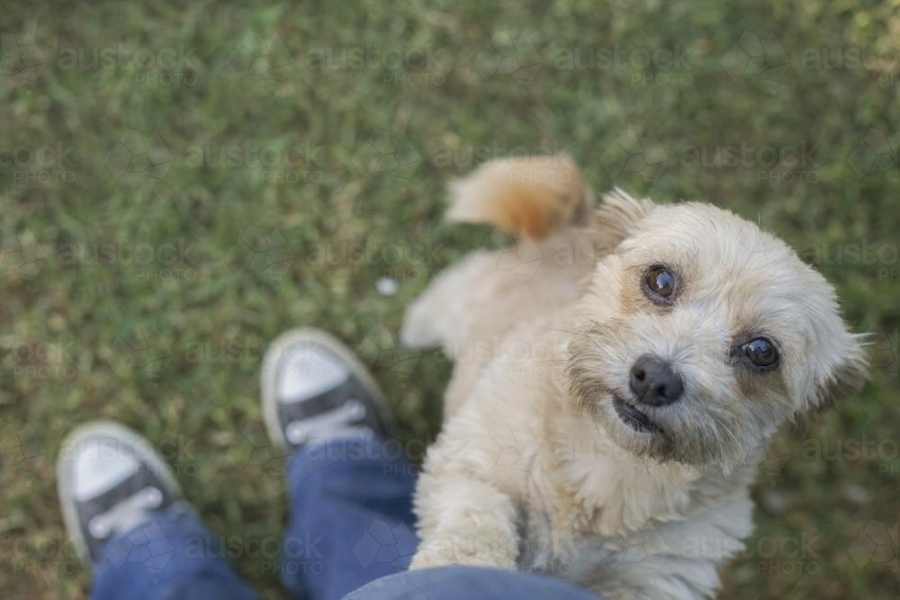 Little fluffy dog jumping on leg for attention - Australian Stock Image