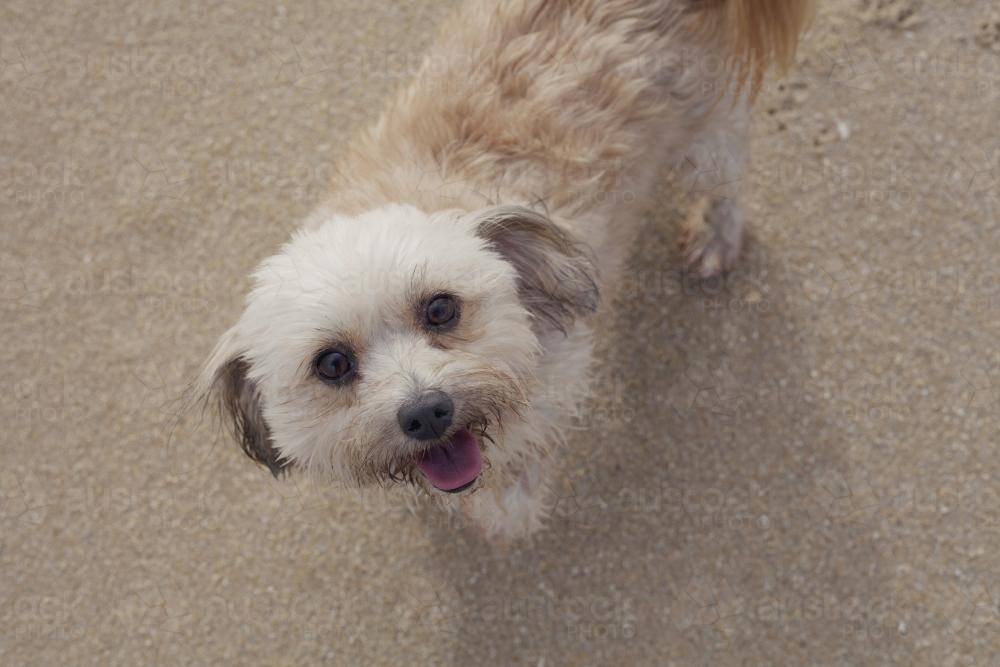 little fluffy dog standing on the sand at the beach - Australian Stock Image