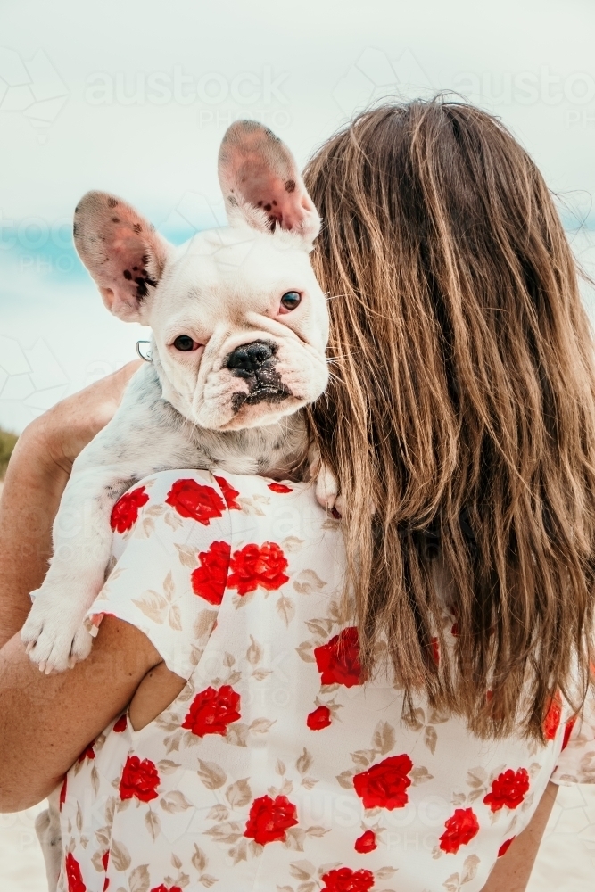 Little french bulldog looking over the ladies shoulder. - Australian Stock Image