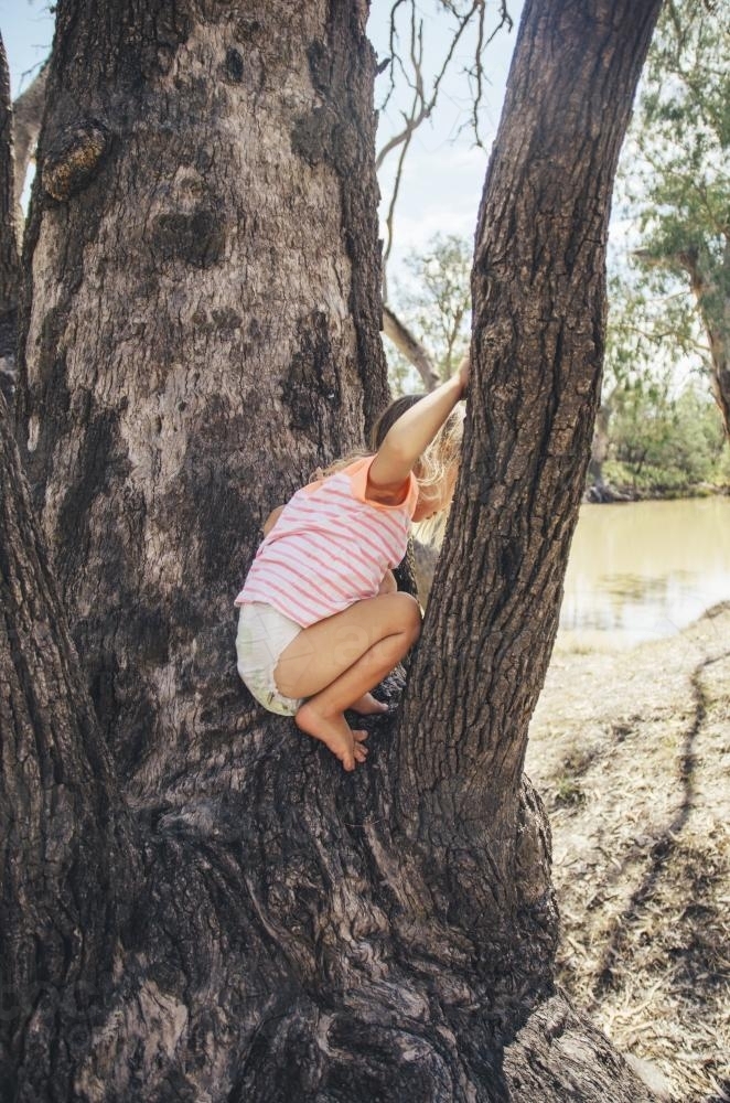 Little girl climbing in tree - Australian Stock Image