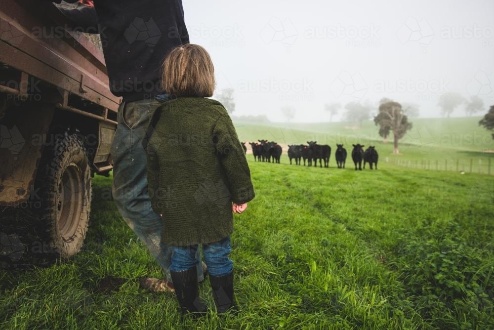 Little girl & father watching cattle - Australian Stock Image