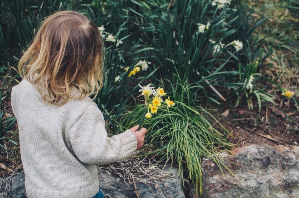 Little girl holding daffodils - Australian Stock Image