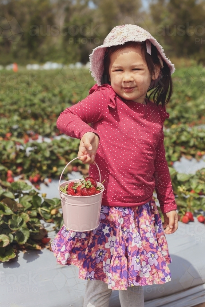 Little girl holding freshly picked strawberries in pink bucket - Australian Stock Image
