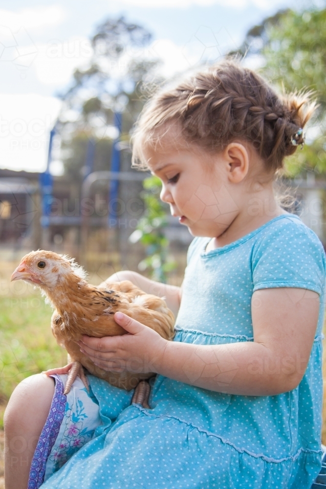 Little girl holding friendly backyard chicken in the chook yard - Australian Stock Image