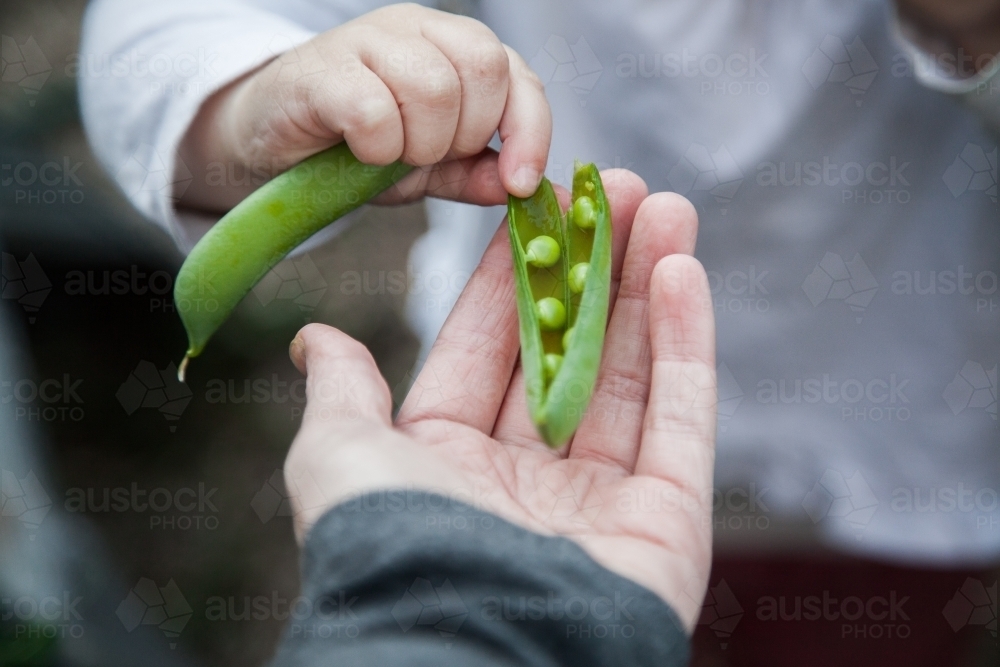 Little girl holding green pea for podding - Australian Stock Image