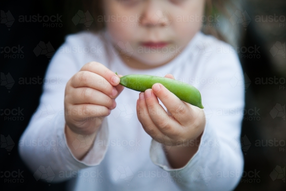 Little girl holding green pea for podding - Australian Stock Image