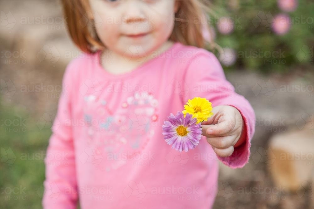 Little girl holding two chrysanthemum flowers - Australian Stock Image