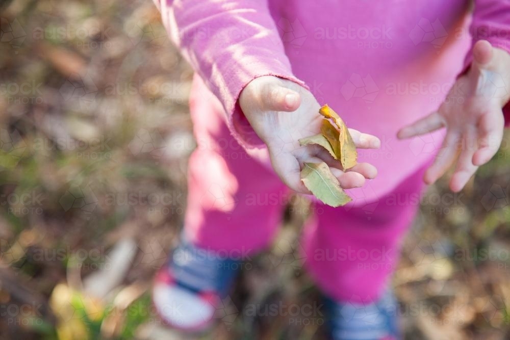 Little girl holding yellow autumn leaves in her hand - Australian Stock Image