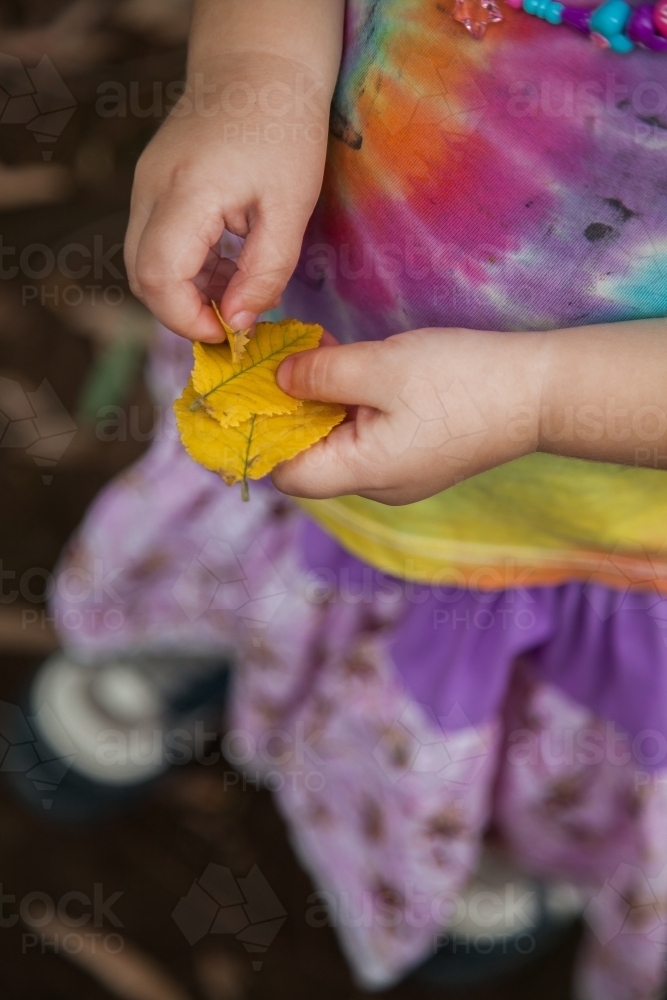 Little girl holding yellow autumn leaves in her hand - Australian Stock Image