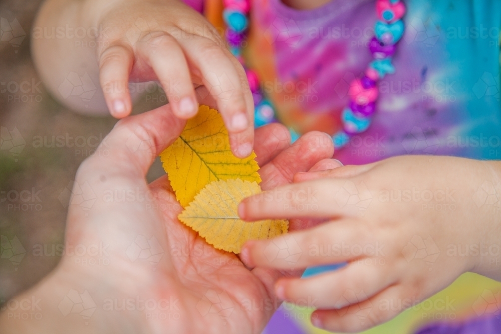 Little girl holding yellow autumn leaves in her hand - Australian Stock Image