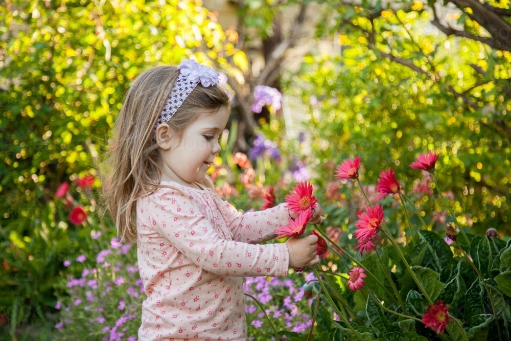 Little girl in the garden picking pink flowers - Australian Stock Image