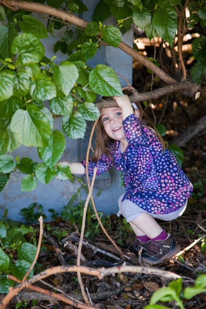 Little girl looking for ripe mulberries growing on the tree - Australian Stock Image