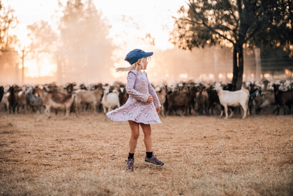 Little girl on farm dancing with the goats - Australian Stock Image