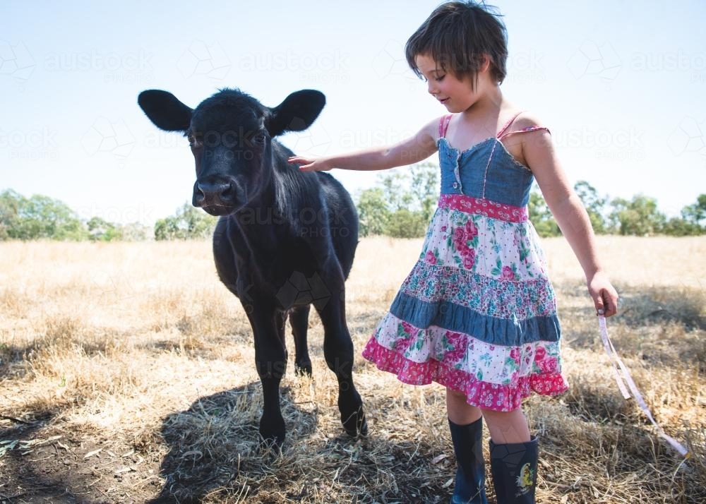 Little girl patting her pet calf - Australian Stock Image
