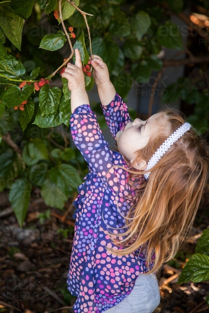 Little girl picking mulberries off the bush - Australian Stock Image