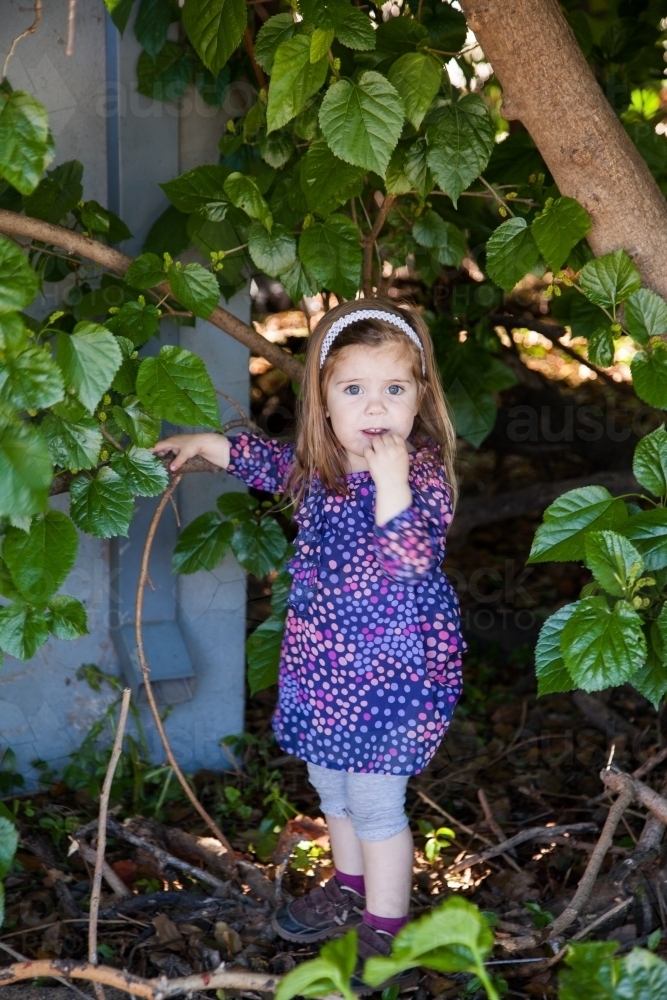 Little girl picking mulberries off the bush - Australian Stock Image